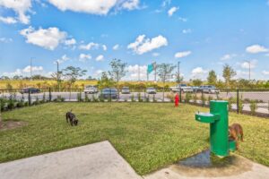 Dog park with grass, fountain, and hydrant under a blue sky, surrounded by a fence and parking area.